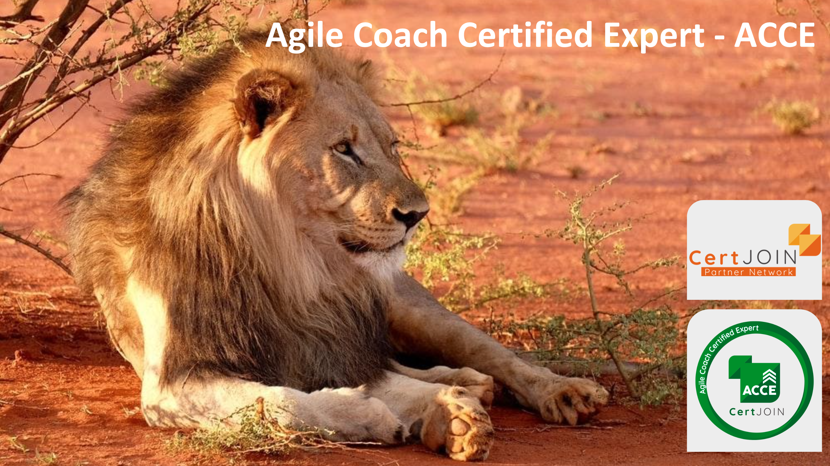 Agile Coach Certified Expert - Content